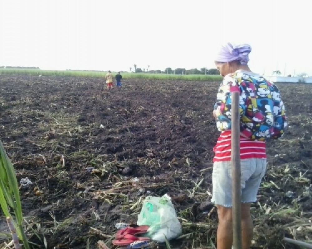 Famílias de Chã da Imbira são beneficiadas com plantio em terreno recém-adquirido pela Prefeitura