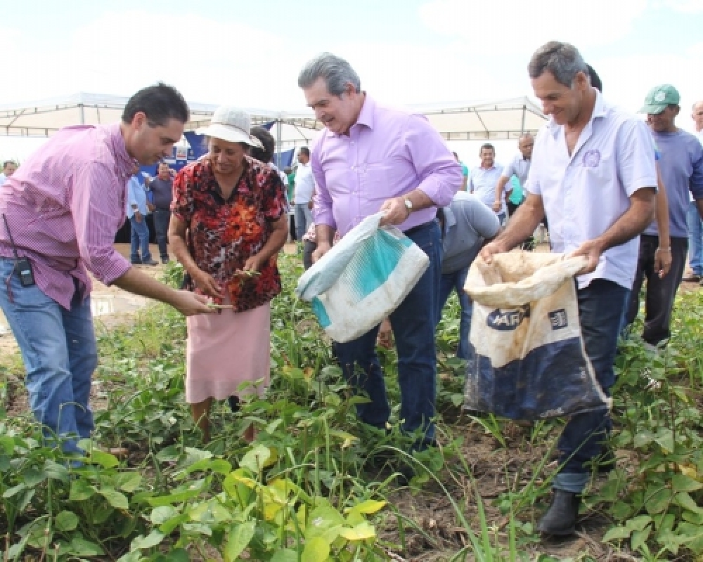 Produtores de Campo Alegre iniciam a colheita do feijão do programa Barriga Cheia