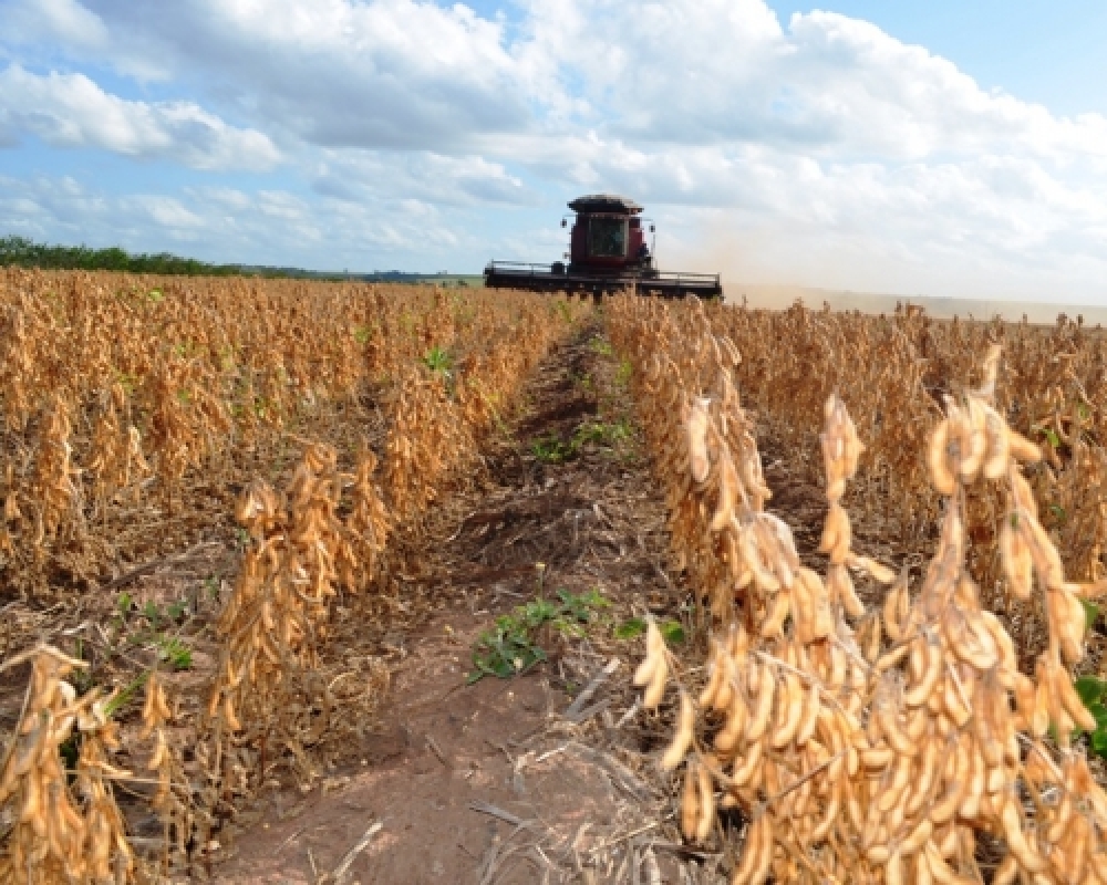 Soja produzida em Campo Alegre será exportada para a Europa 