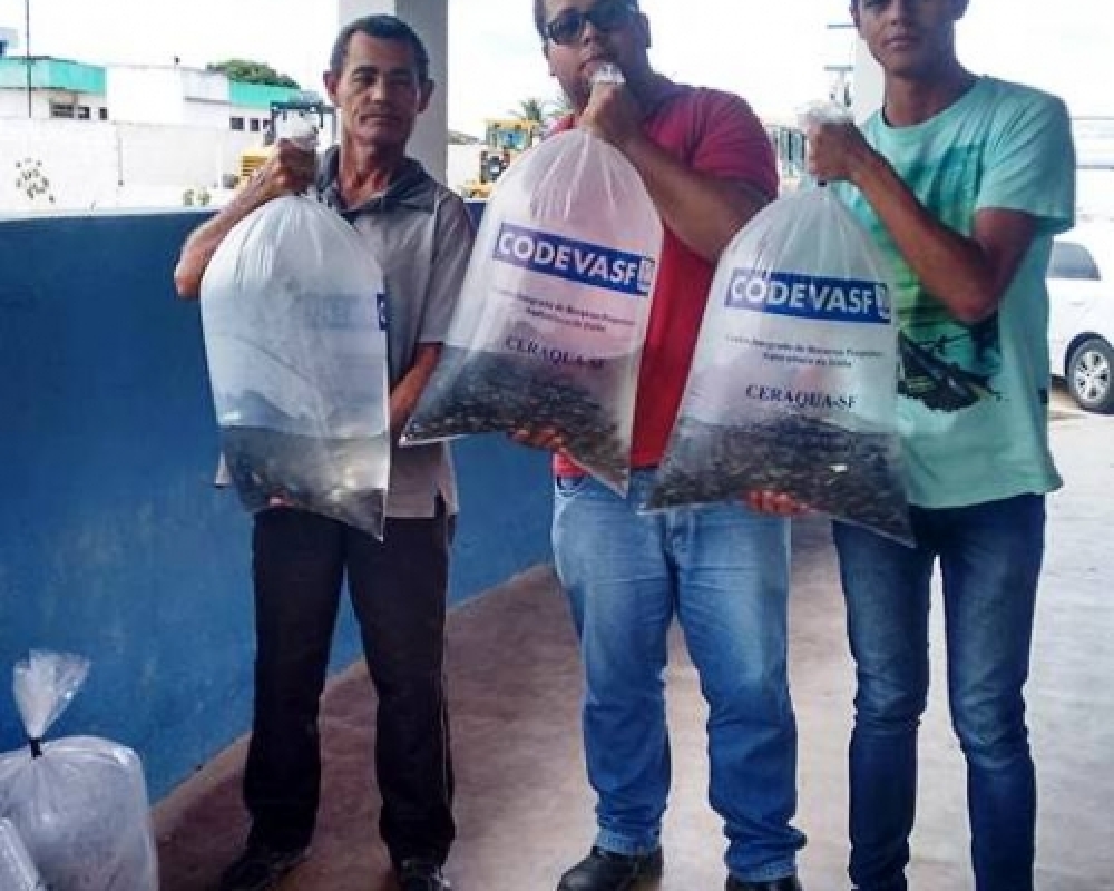 Mais uma Distribuição de Alevinos para os produtores rurais do município