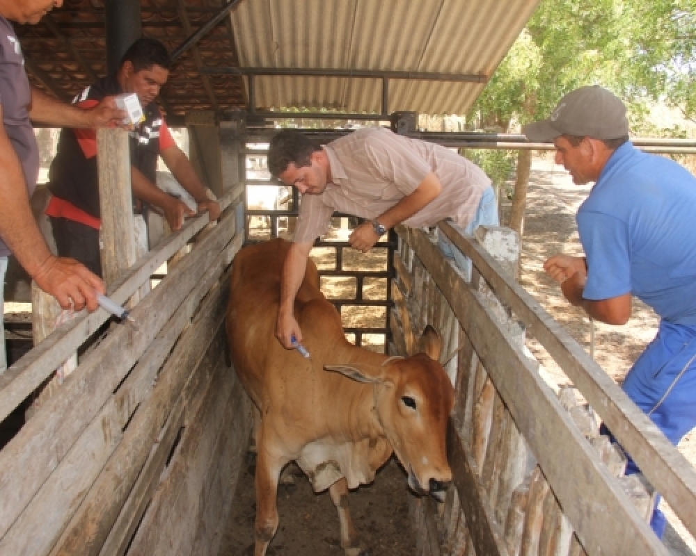 Secretaria de Agricultura de Campo Alegre realizou dia de vacinação assistida contra a AFTOSA