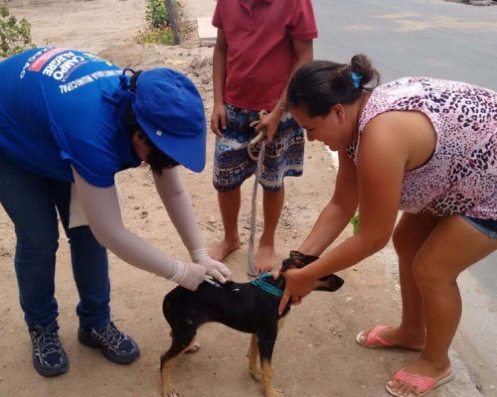 Secretaria de Saúde inicia mais uma campanha de vacinação antirrábica no município de Campo Alegre