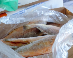 peixe-15.jpeg