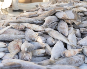 peixe-7.jpg